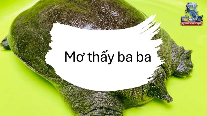 Con số may mắn và điềm khi mơ thấy ba ba