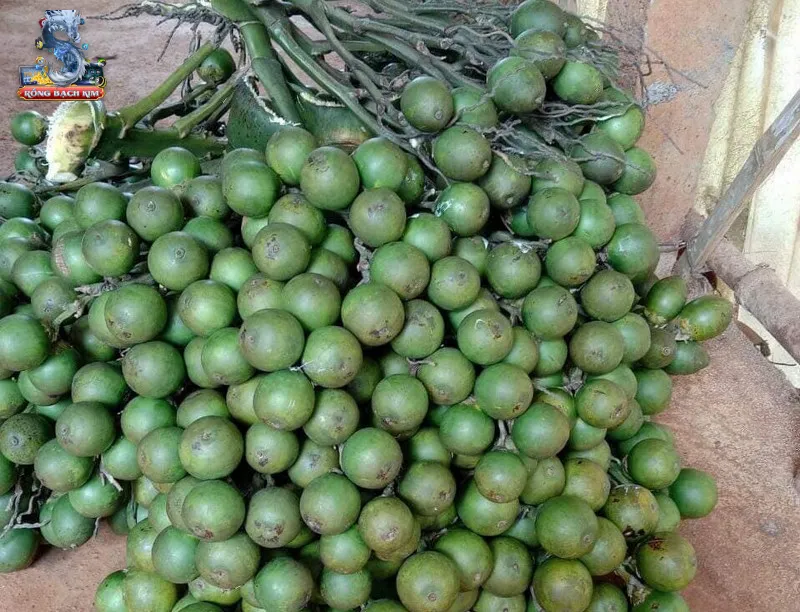 Trường hợp nằm mơ về buồng cau mang điều may mắn
