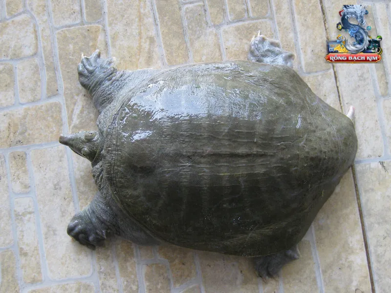 Ý nghĩa khi mơ được ba ba ở tình huống khác nhau