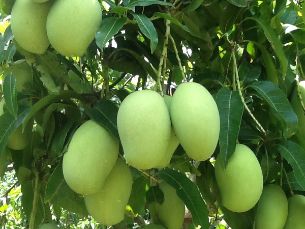 Nằm mơ thấy quả xo&agrave;i đ&aacute;nh đề con g&igrave;?