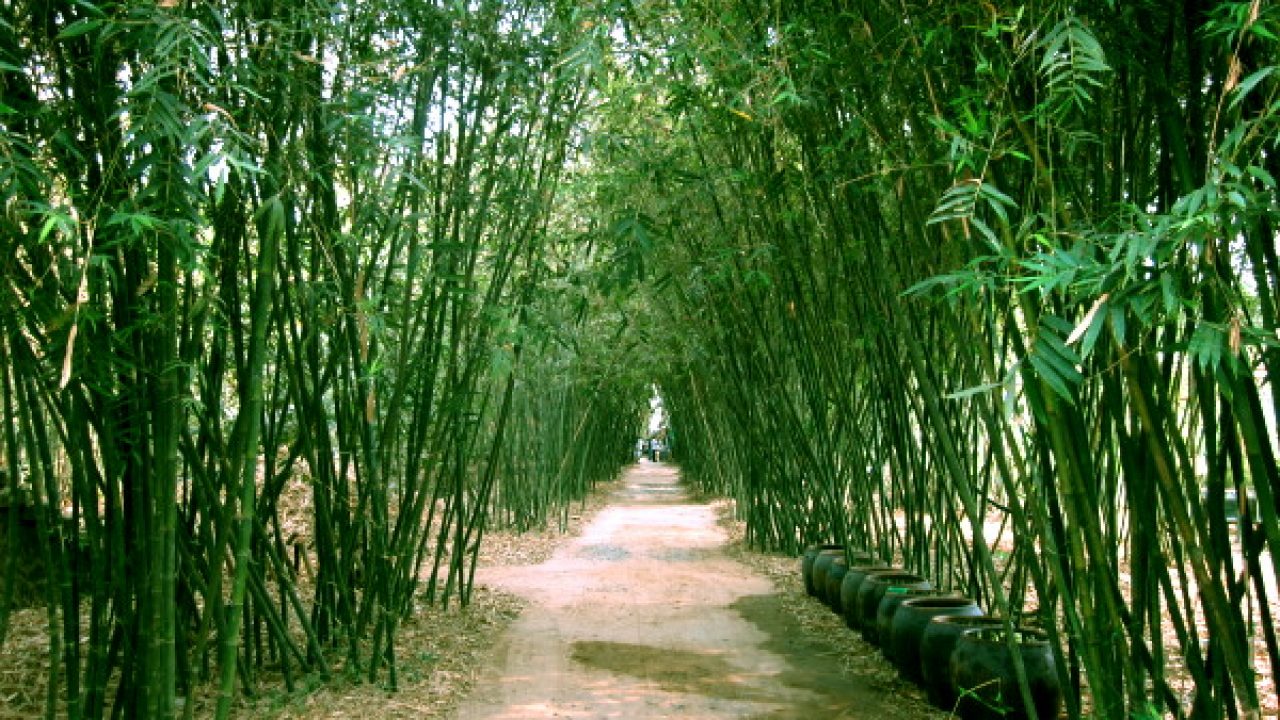 Nằm mơ thấy c&acirc;y tre đ&aacute;nh đề con g&igrave;?