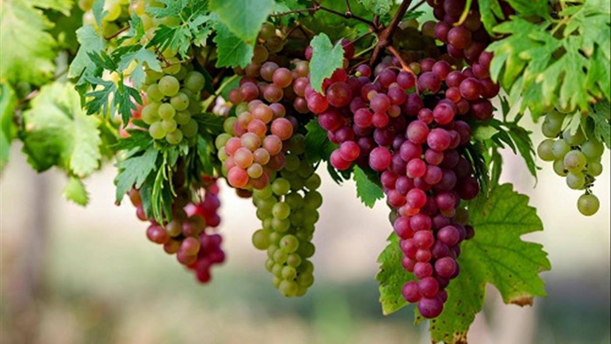 &Yacute; nghĩa của giấc mơ thấy ăn nho