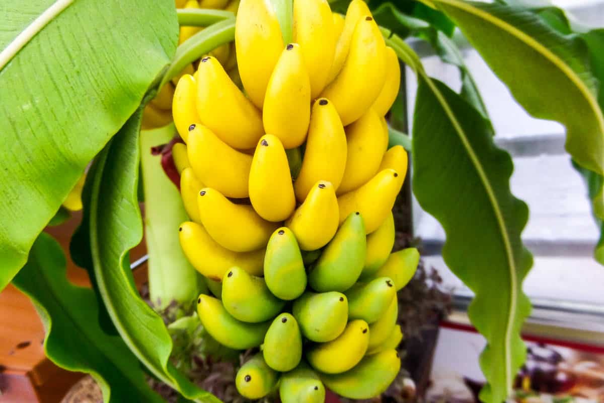 Nằm mơ thấy buồng chuối ch&iacute;n v&agrave;ng đ&aacute;nh đề con g&igrave;?