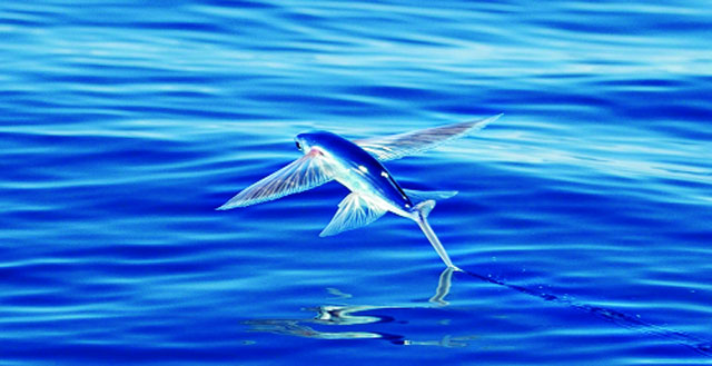 Giải m&atilde; giấc mơ thấy c&aacute; bay