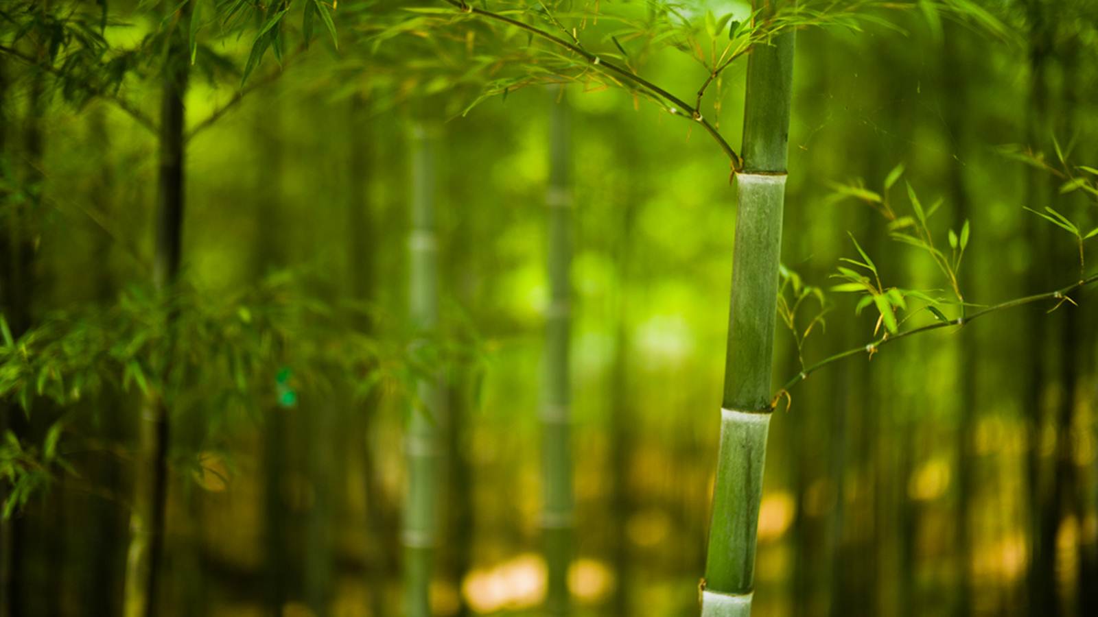 &Yacute; nghĩa của giấc mơ thấy c&acirc;y tre