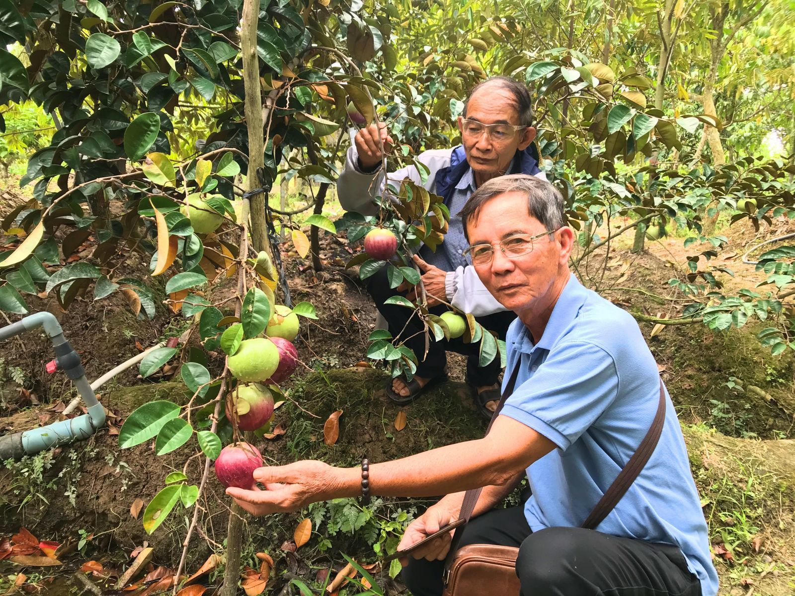 Mơ thấy c&acirc;y v&uacute; sữa c&oacute; &yacute; nghĩa g&igrave;?