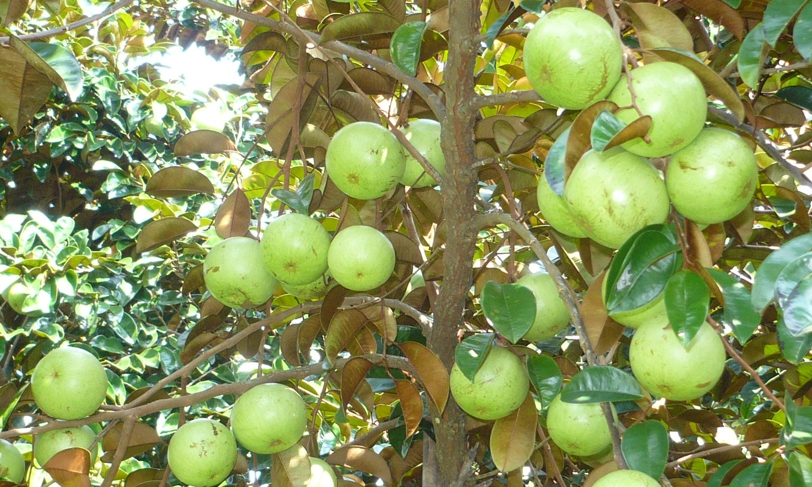 Giải m&atilde; giấc mơ thấy c&acirc;y v&uacute; sữa