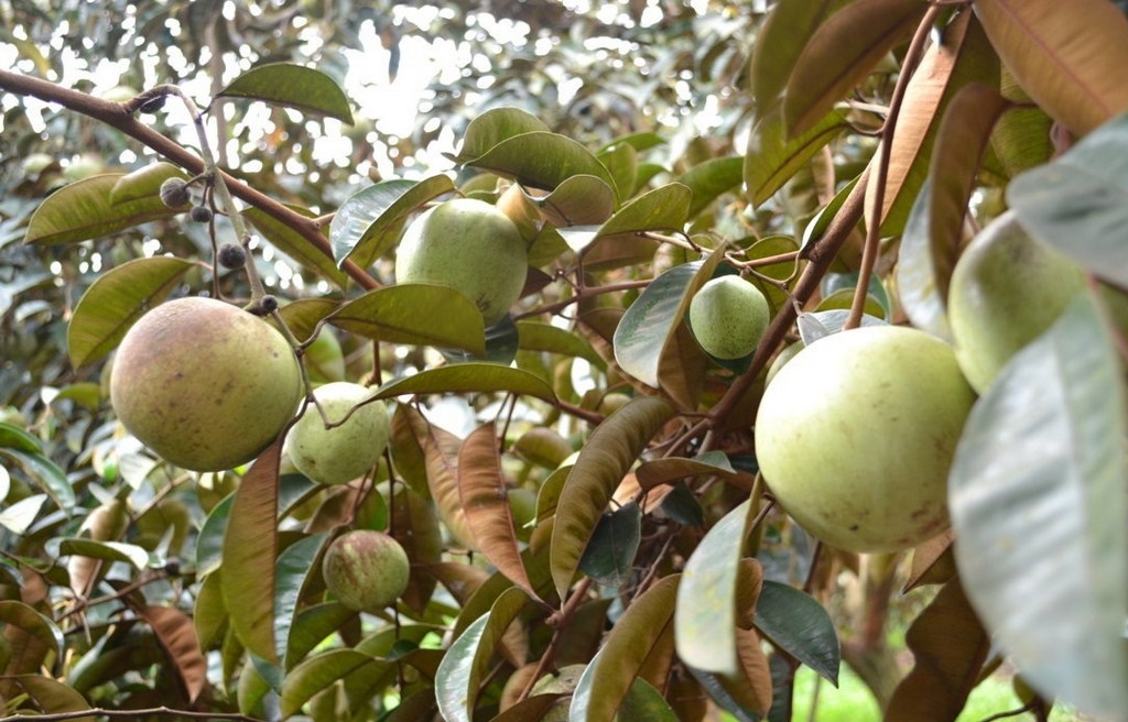 Nằm mơ thấy c&acirc;y v&uacute; sữa đ&aacute;nh đề con g&igrave;?