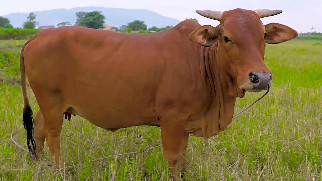 Nằm mơ thấy con b&ograve; đ&aacute;nh con đề g&igrave;?