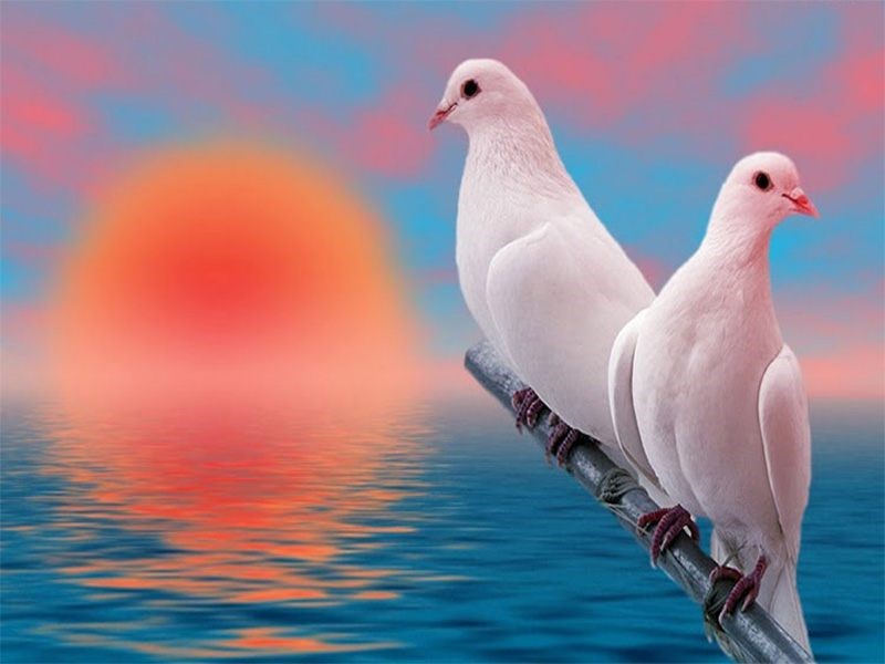 Mơ thấy con chim c&oacute; &yacute; nghĩa g&igrave;?