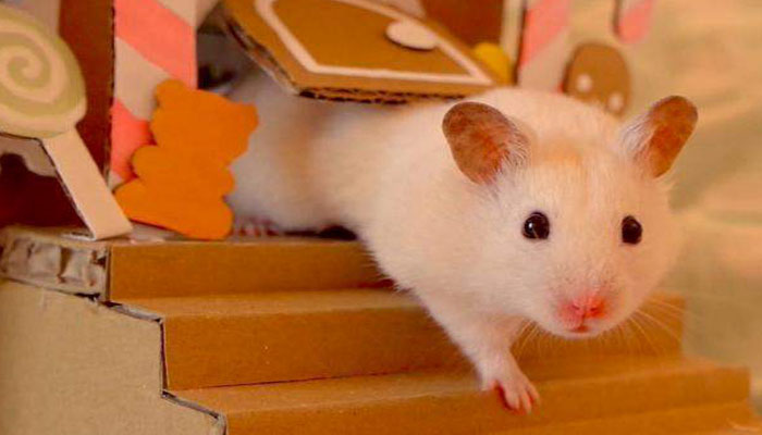 Nằm mơ thấy con chuột đánh đề con gì?