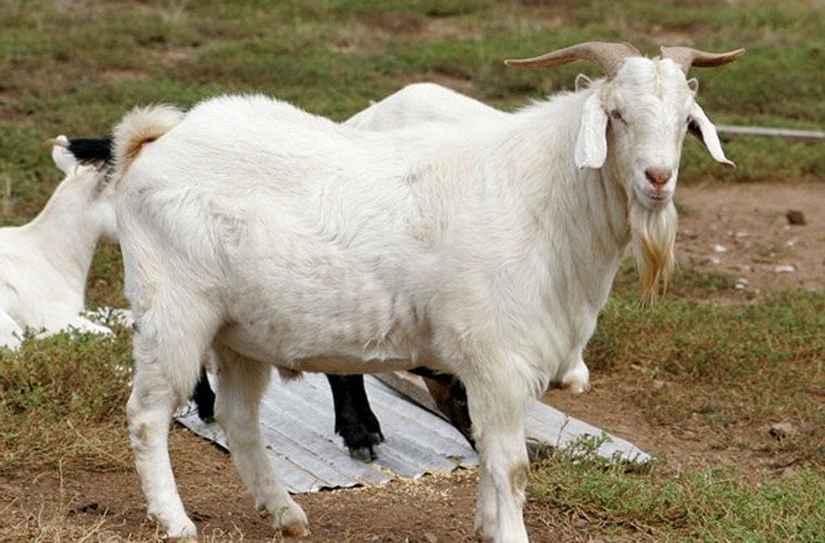 Mơ thấy con d&ecirc; c&oacute; &yacute; nghĩa g&igrave;?