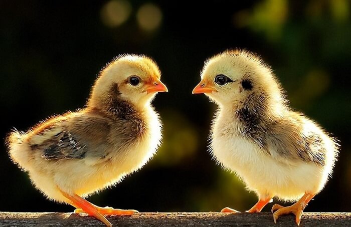 Nằm mơ thấy con g&agrave; đ&aacute;nh đề con g&igrave;?
