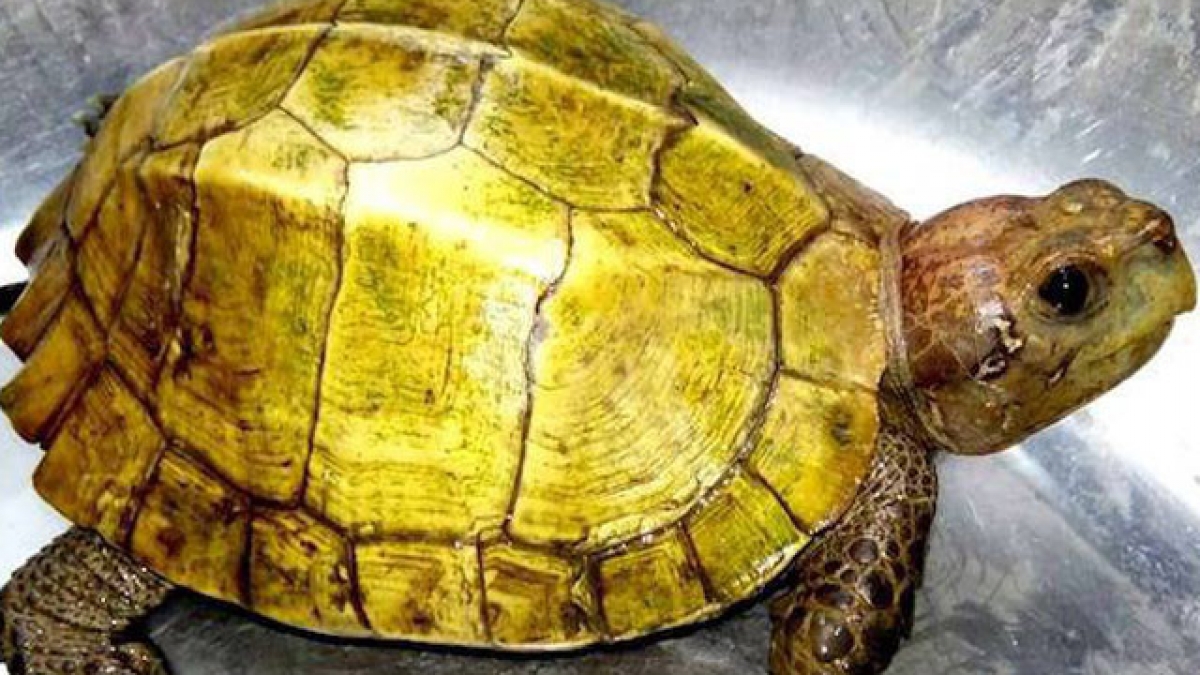 Giải m&atilde; giấc mơ thấy con r&ugrave;a
