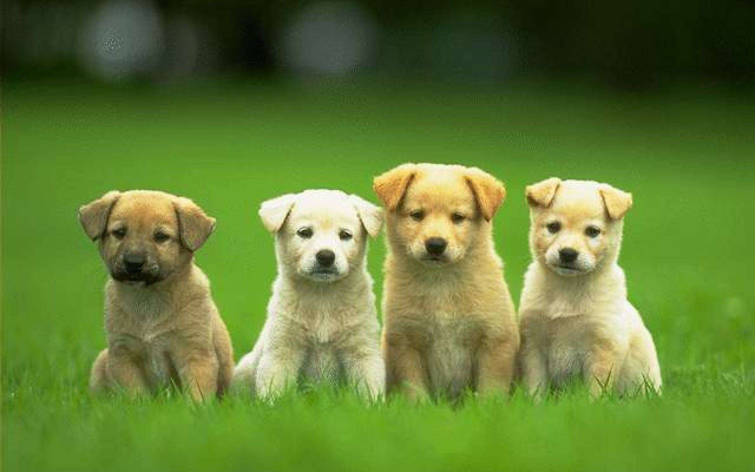 Nằm mơ thấy đ&agrave;n ch&oacute; con đ&aacute;nh đề con g&igrave;?