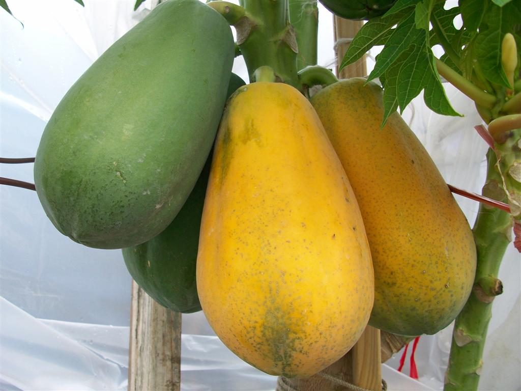 Nằm mơ thấy đu đủ đ&aacute;nh đề con g&igrave;?