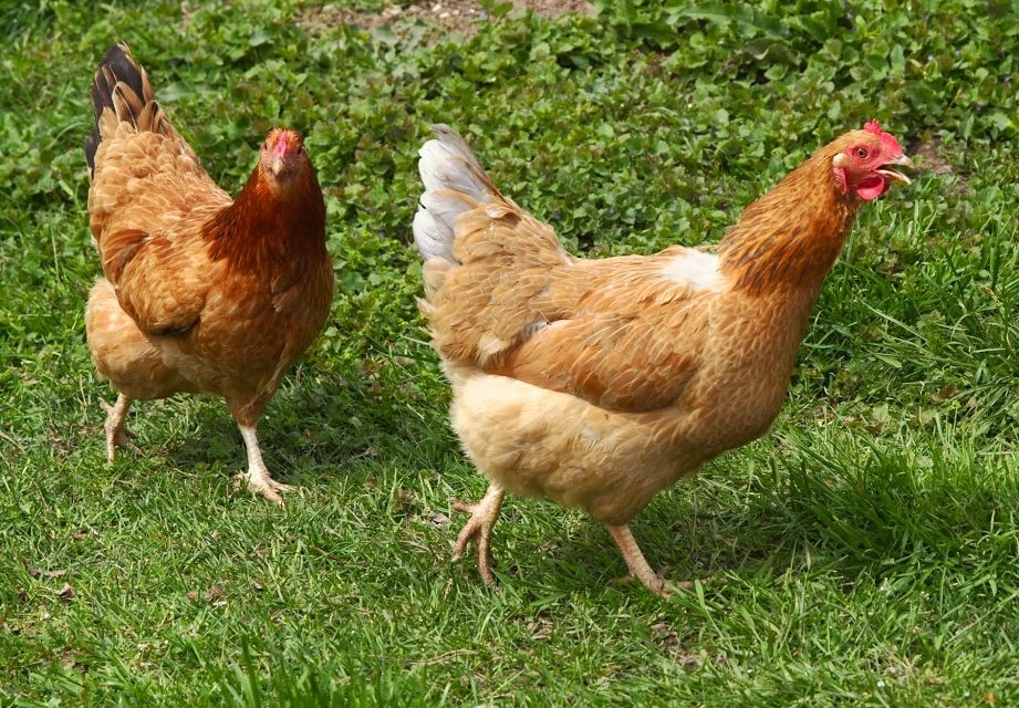 Giải m&atilde; giấc mơ thấy g&agrave; m&aacute;i