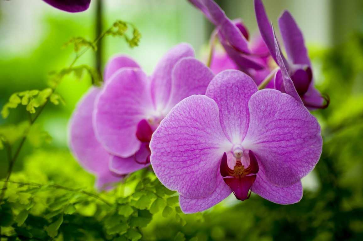Mơ thấy hoa lan c&oacute; &yacute; nghĩa g&igrave;?