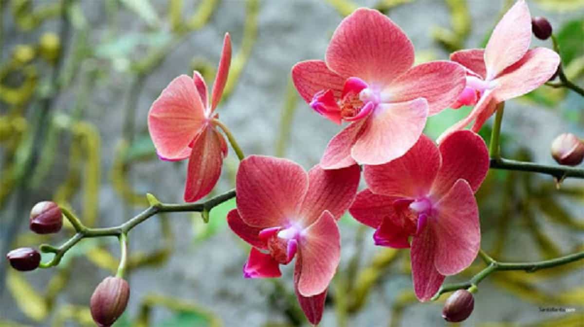 Giải m&atilde; giấc mơ thấy hoa lan