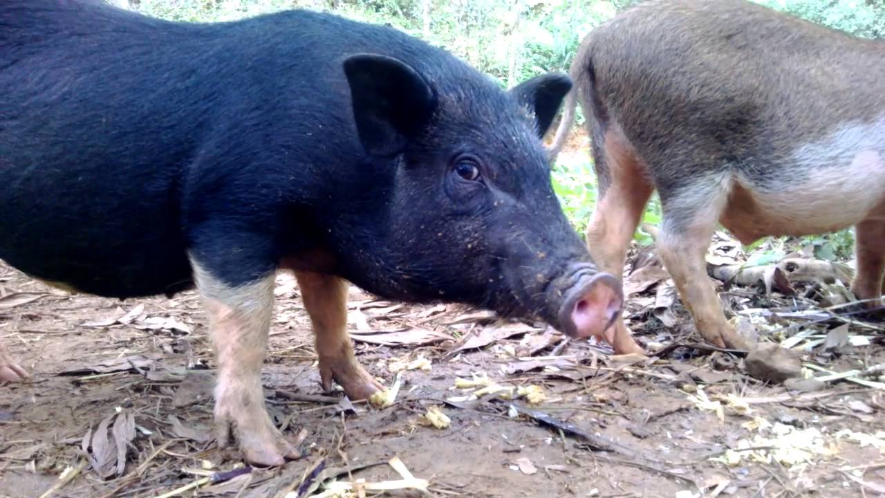 Mơ thấy lợn đen c&oacute; &yacute; nghĩa g&igrave;?
