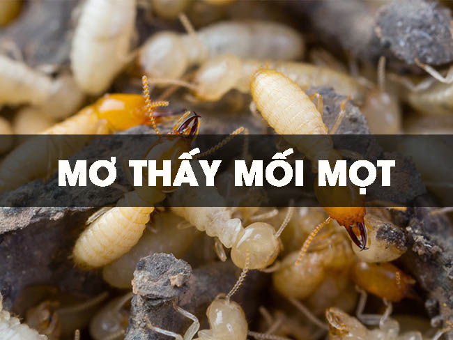&Yacute; nghĩa của giấc mơ thấy mối mọt