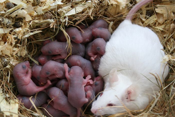 &Yacute; nghĩa của giấc mơ thấy nhiều chuột