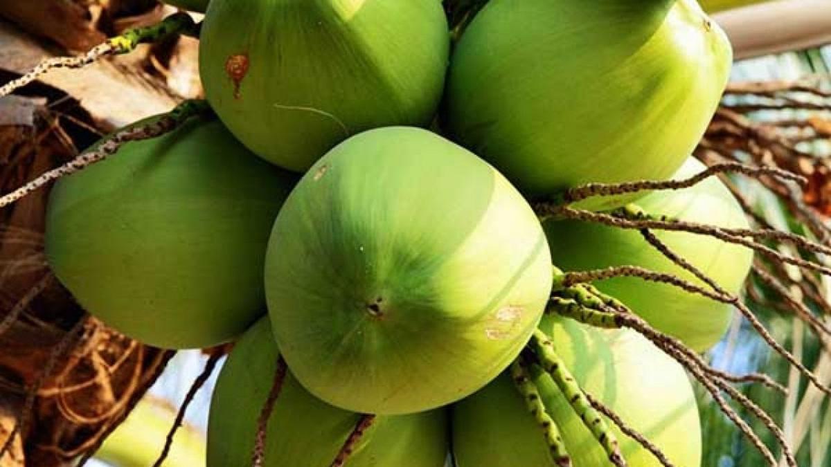 &Yacute; nghĩa của giấc mơ thấy quả dừa