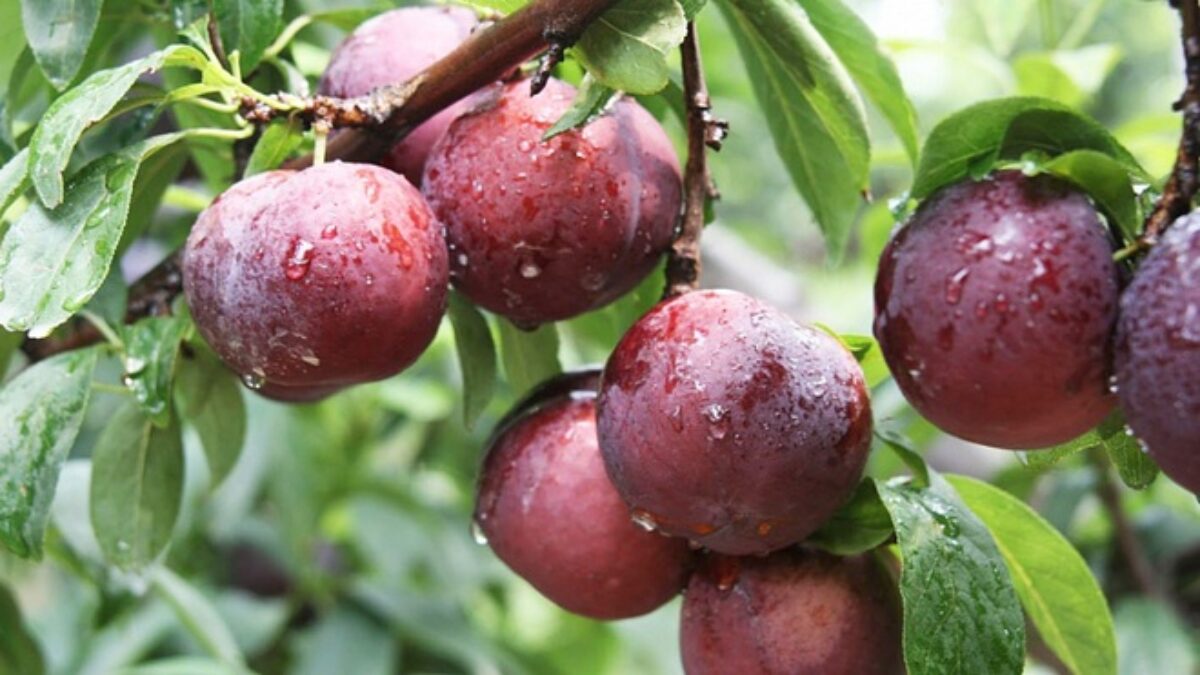 Nằm mơ thấy quả mận đ&aacute;nh đề con g&igrave;?