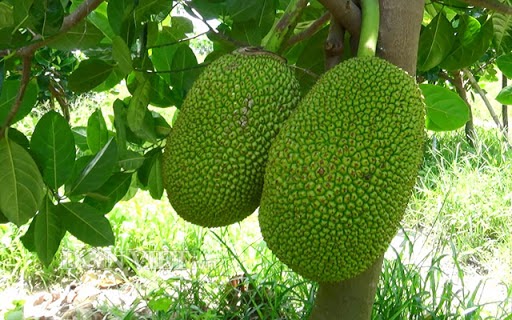 Ý nghĩa của giấc mơ thấy quả mít