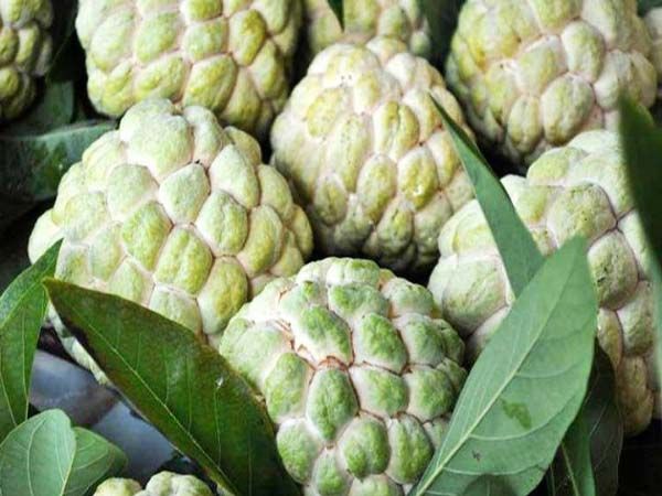 Nằm mơ thấy quả na đ&aacute;nh đề con g&igrave;?