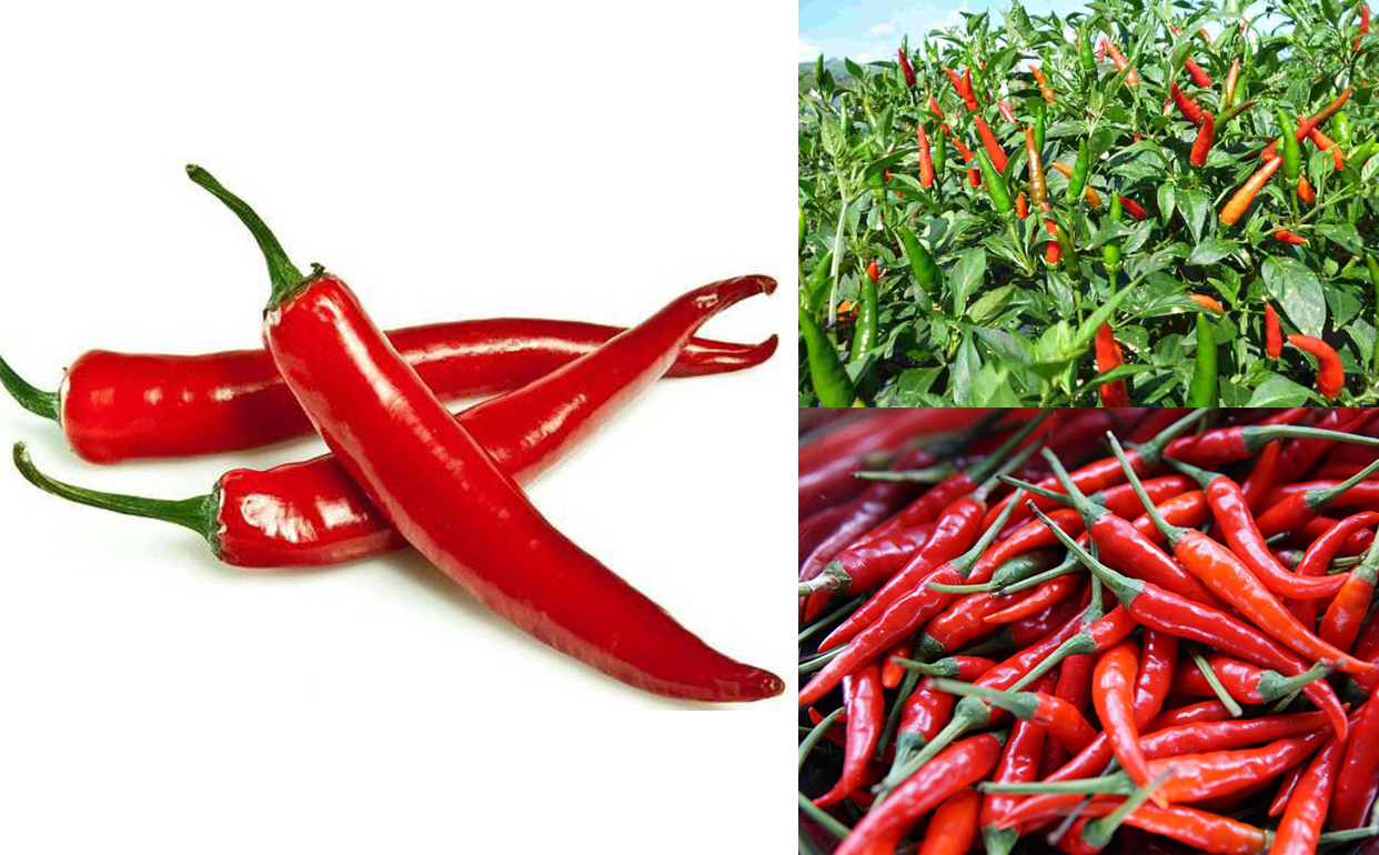 Nằm mơ thấy quả ớt đ&aacute;nh đề con g&igrave;?