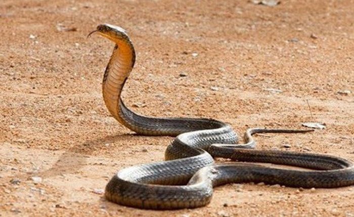 Mơ thấy rắn đuổi có ý nghĩa gì?