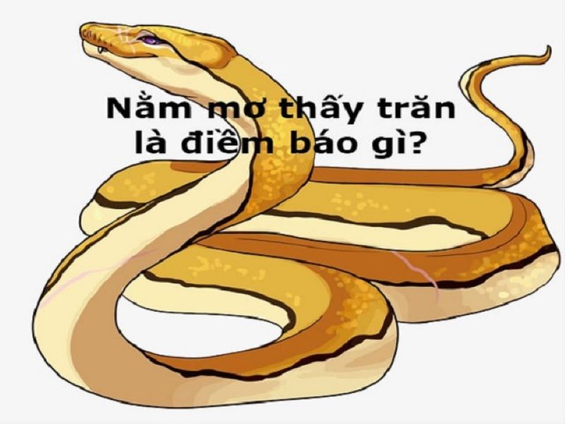 Ý nghĩa của mơ thấy trăn
