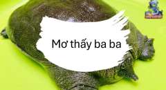 Nằm Mơ Thấy Ba Ba - Chọn Ngay Những Con Số May Mắn Này