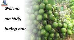 Mơ Thấy Buồng Cau - Đánh Ngay Những Con Số May Mắn Này