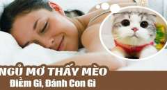 Giải mã giấc mơ thấy mèo con đánh số đề gì?